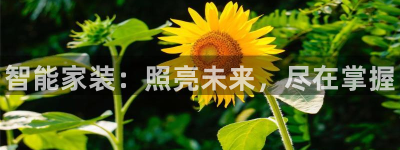云顶国际集团io